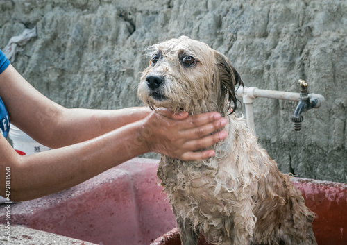 Bañando a un perro de raza chapi photo