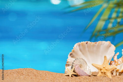 Seashells and starfish by the sea. Tropical Beach or seashore background with sand and palm leaves. Summer sunny holiday backdrop with copy space.