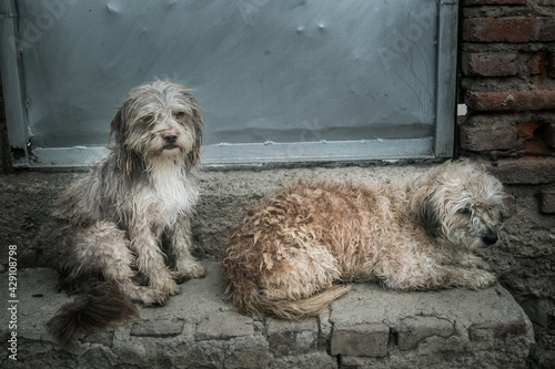 Pareja de perros de raza chapi tomando el sol después de tomar un baño photo