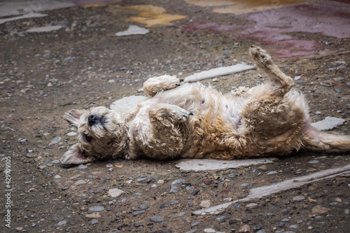 perro raza chapi echado patas arriba tomando sol photo