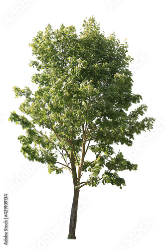 Plane tree  also known as Platanus  isolated tree cutout on white background