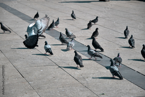 Groups of doves and pigeons on concrete ground. Flying and landing in kadikoy shore.