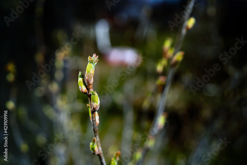 April spring nature wakes up after winter in the forest. The buds on the trees open. Sunlight on a tree branch. © muse studio