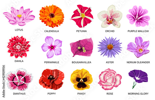Set of fifteen types of flowers. Beautiful illustration of colorful bloom in spring. 