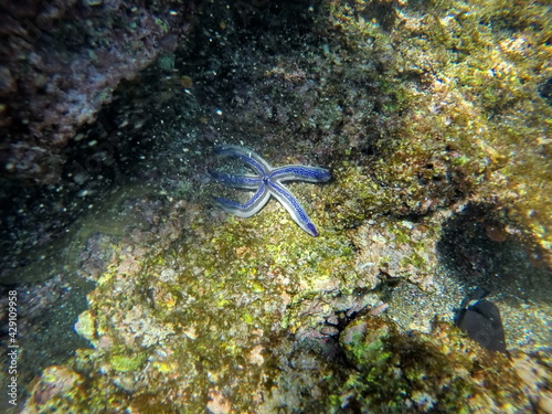 Blue starfish on a rock at Punta Cormorant, Floreana Island, Galapagos, Ecuador photo