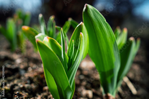 Spring flowers sprout in the field. Nature wakes up after winter. Beautiful blooms illuminated by sunlight. Copy space  banner about nature. The seeds sprouted in the ground.