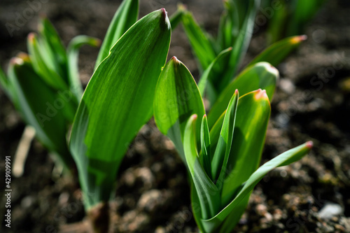 Spring flowers sprout in the field. Nature wakes up after winter. Beautiful blooms illuminated by sunlight. The seeds sprouted in the ground on a farm in the village. Copy space.