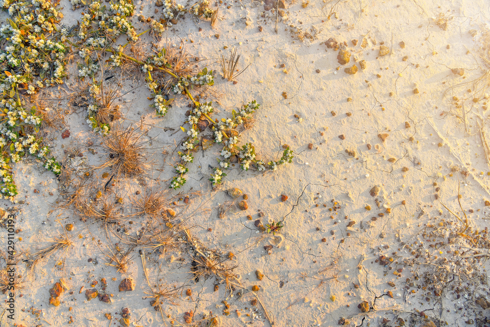 Khakiweed, Washerwoman, Sessile joyweed or Smooth chaff flower (Alternanthera Paronychioides, Alternanthera caracasana) are growing and covering on the ground Khakiweed, Washerwoman, Sessile joyweed or Smooth chaff flower (Alternanthera Paronychioides, Alternanthera caracasana) are growing and covering on the ground