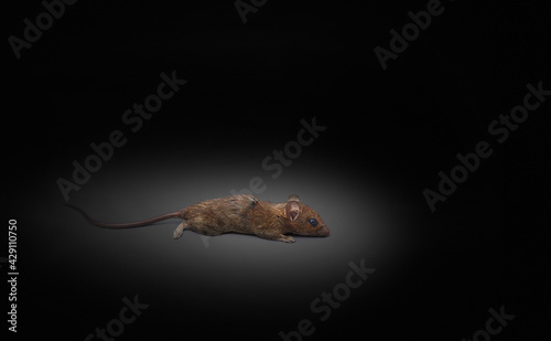 Lonely brown house mouse on black background, germ carrier concept There is an area for entering text.
