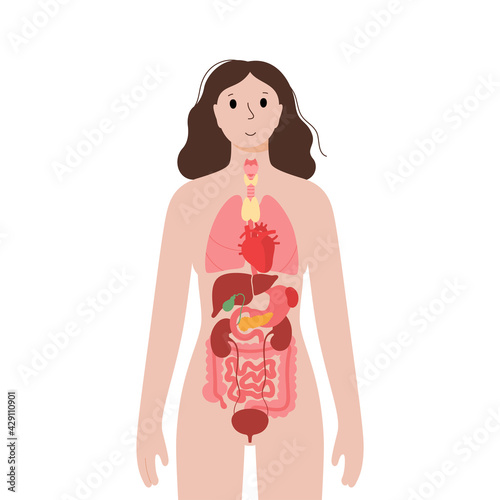 Internal organs in female body