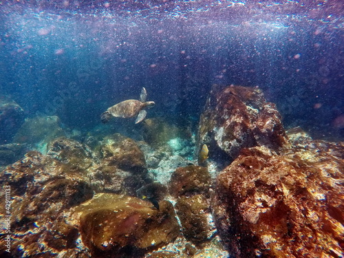 Galapagos green sea turtle swimming at Punta Cormorant, Floreana Island, Galapagos, Ecuador photo