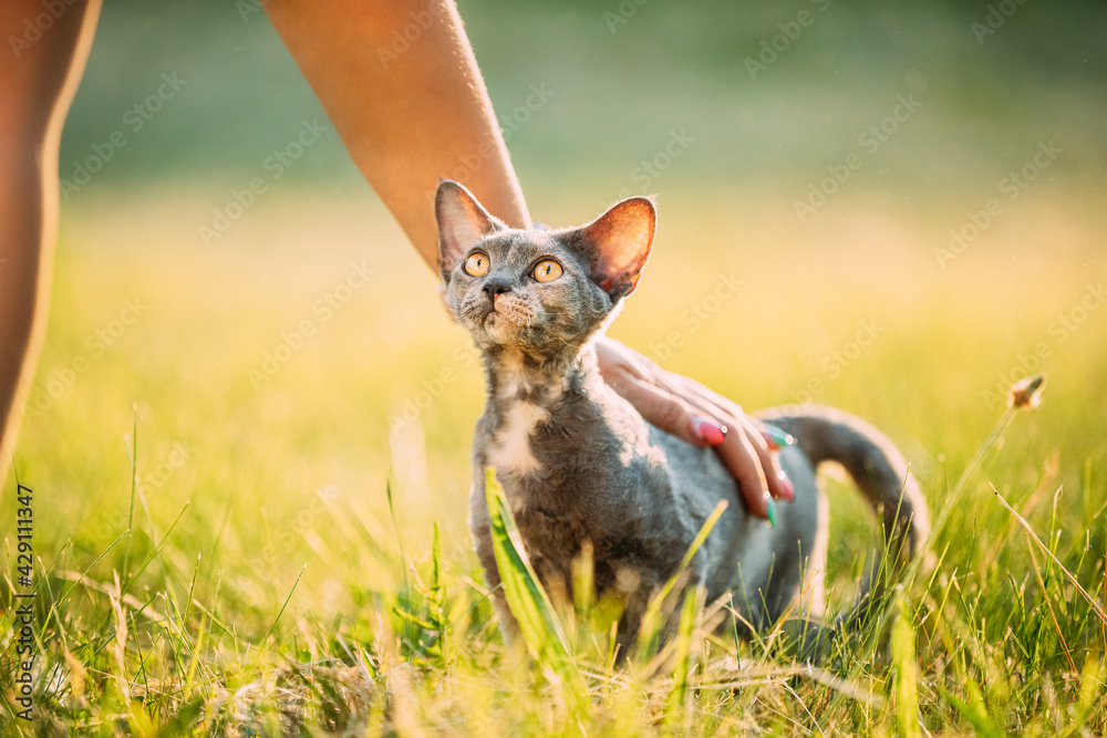 Woman Stroking Funny Young Gray Devon Rex. Kitten Sitting In Green Grass. Short-haired Cat Of English Breed