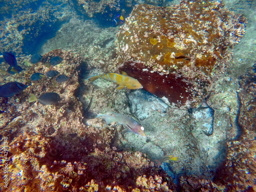 Yellow parrot fish by a school of surgeon fish at Punta Cormorant, Floreana Island, Galapagos, Ecuador photo