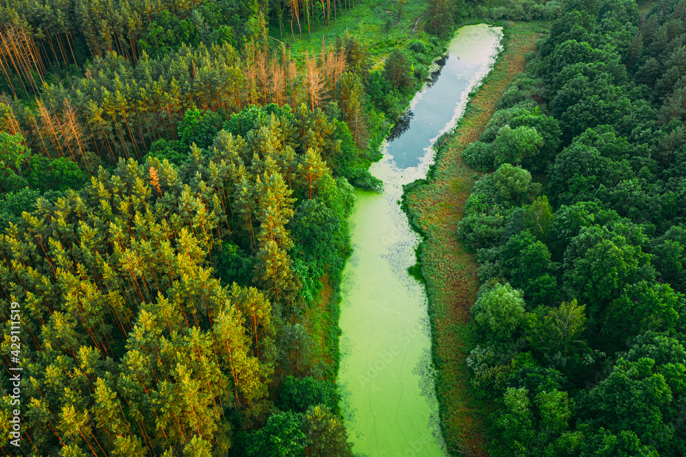 Elevated View Of Green Small Bog Marsh Swamp Wetland And Green Forest Landscape In Sunny Summer Day. Attitude View. Forest In Bird's Eye View Elevated View Of Green Small Bog Marsh Swamp Wetland And Green Forest Landscape In Sunny Summer Day. Attitude View. Forest In Bird's Eye View