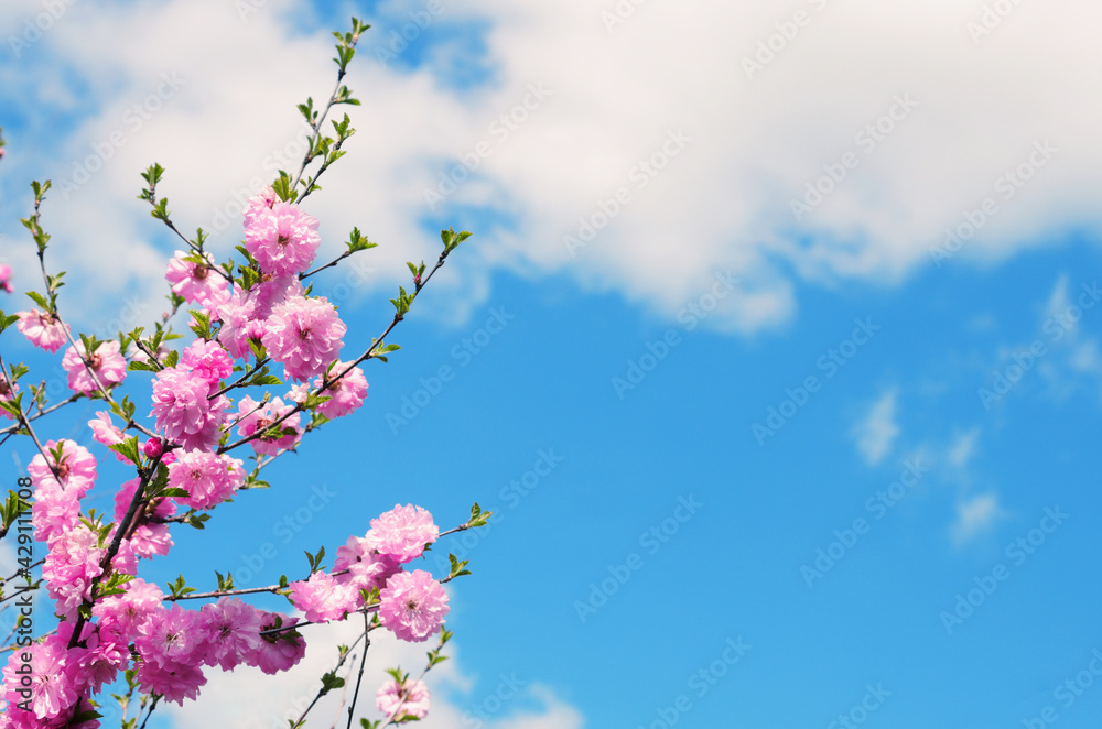 Branches of a blossoming sakura against the blue sky with clouds. Space for text. Branches of a blossoming sakura against the blue sky with clouds. Space for text.