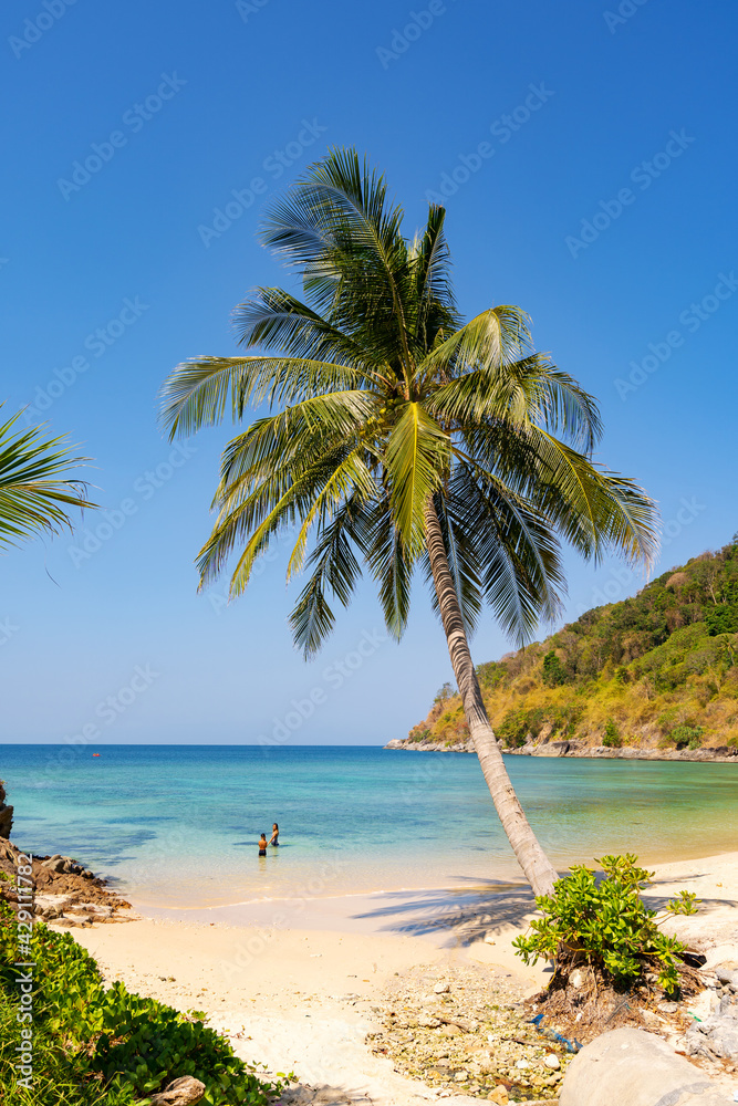 Tropical beach sea beautiful sand in summer season with Coconut Palm tree on white sandy beach in Phuket Thailand