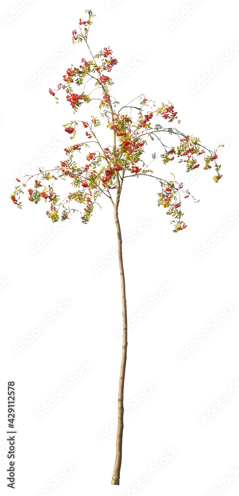 Fototapeta premium Hawthorn plant cutout, isolated on white background.