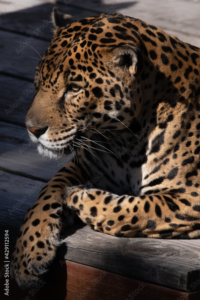 North American Jaquar Resting in the Sunshine North American Jaquar Resting in the Sunshine