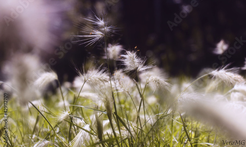 Naturaleza en primavera