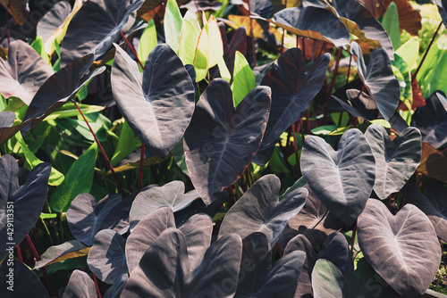 Colocasia Black Magic, Black color and heart shape leaf plant, Ornamental plant in a garden photo