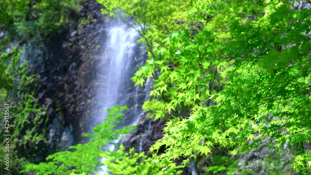 みずみずしい新緑と滝の映像 みずみずしい新緑と滝の映像