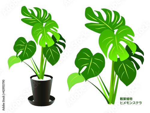 観葉植物