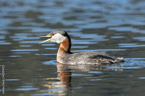 Red necked grebe calls out to its mate.