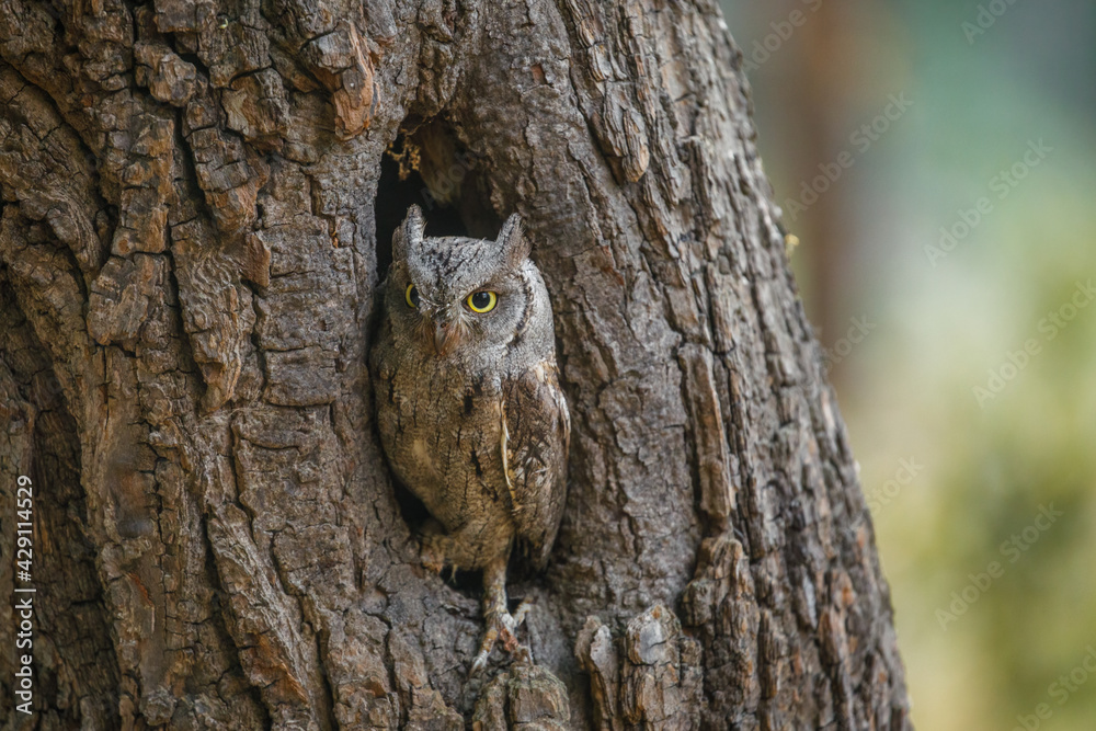 European scops owl, Otus scops, hidden in tree hole at sunrise. Small owl peeks out from trunk showing big yellow eyes. Bird also known as Eurasian scops owl. Wildlife scene. Morning in nature. European scops owl, Otus scops, hidden in tree hole at sunrise. Small owl peeks out from trunk showing big yellow eyes. Bird also known as Eurasian scops owl. Wildlife scene. Morning in nature.