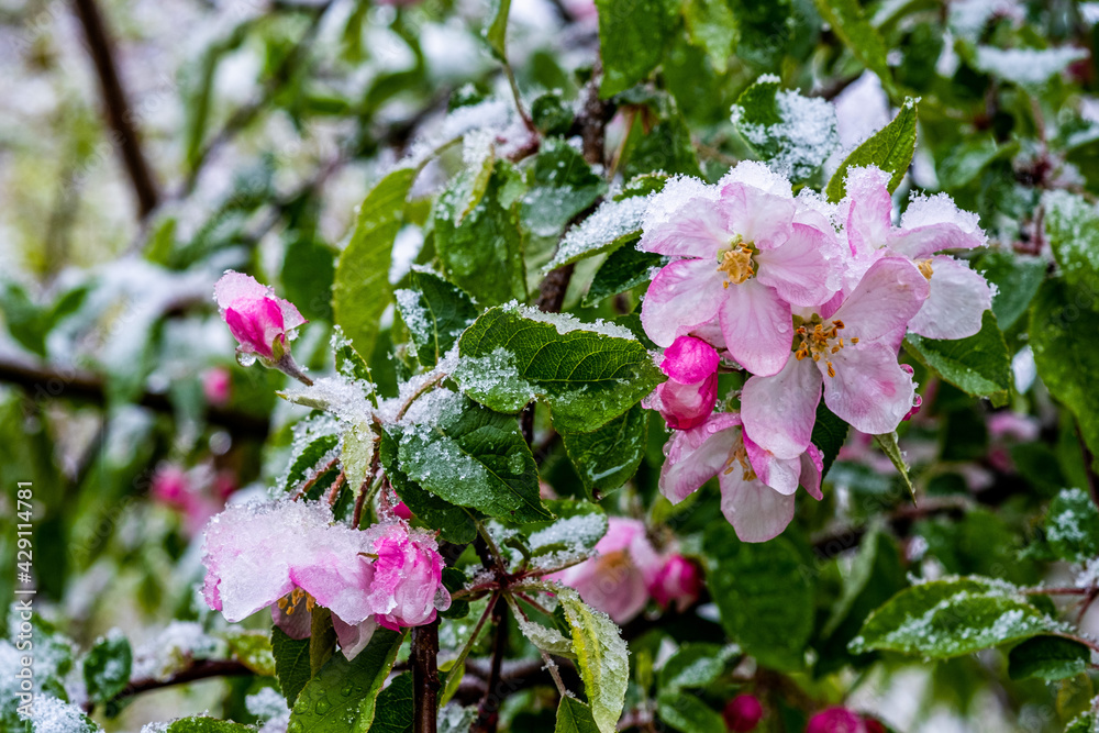 Snow covering blossoms on a fruit tree during a late spring snow Snow covering blossoms on a fruit tree during a late spring snow