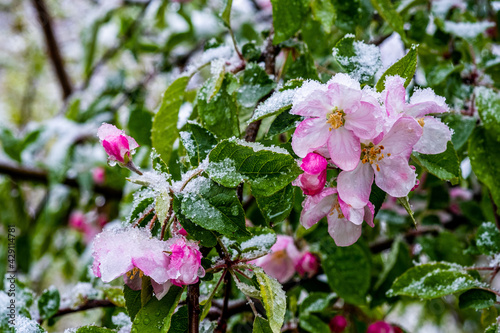 Wallpaper Mural Snow covering blossoms on a fruit tree during a late spring snow Torontodigital.ca