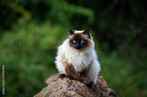 Photography cat on the rock