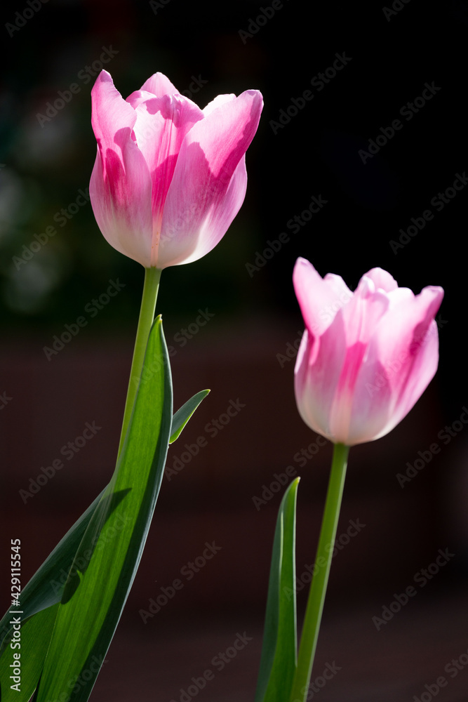 Fototapeta premium 春のチューリップ 