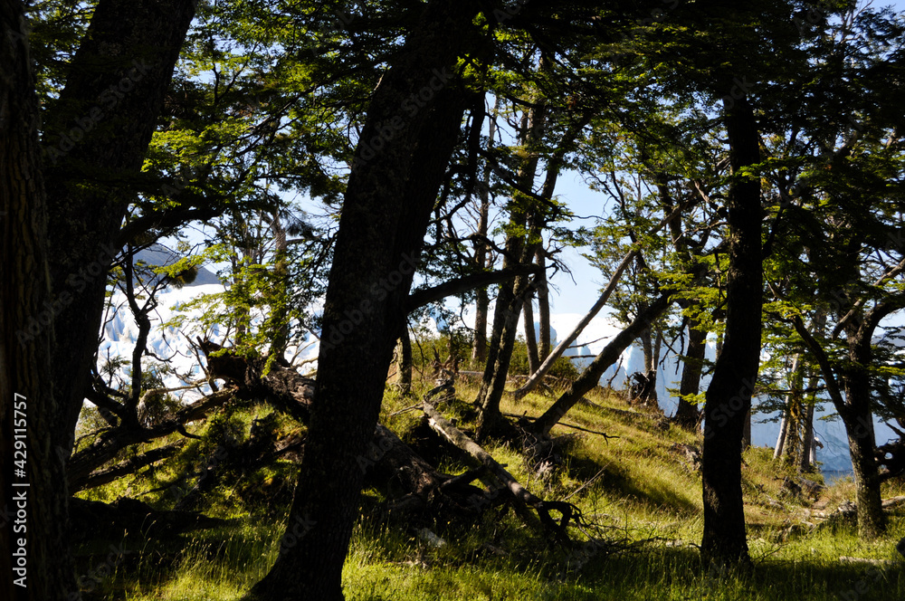 Obraz premium trees in the forest dark