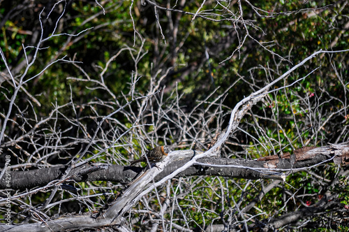 close up of many tree branches and a bird