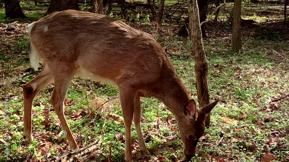 beautiful wild whitetail deer in spring beautiful wild whitetail deer in spring