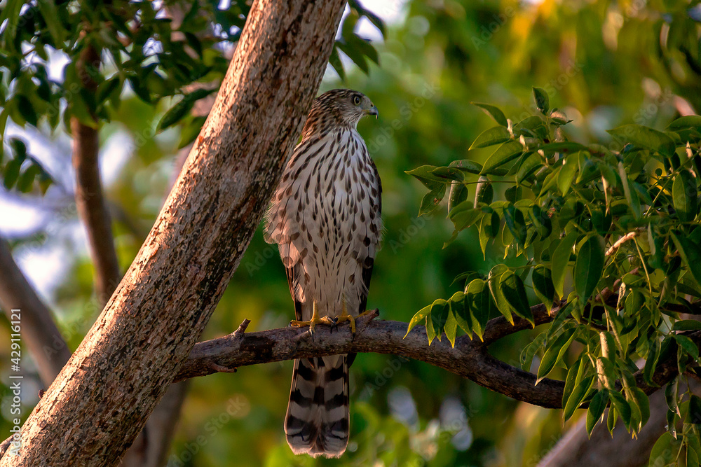 Obraz premium Sharpshinned Hawk