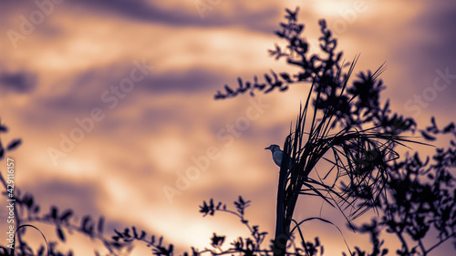 Sunset Blue Jay