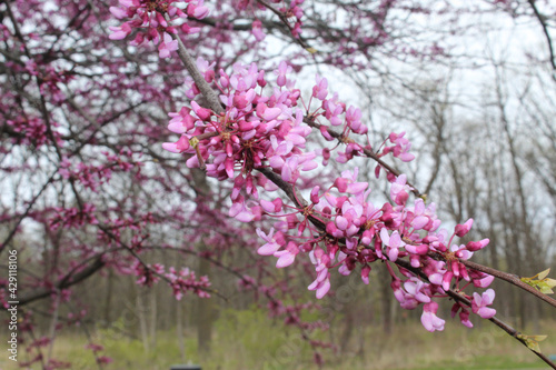 Eastern redbud blossoms closeup at Miami Woods in Morton Grove  Illinois