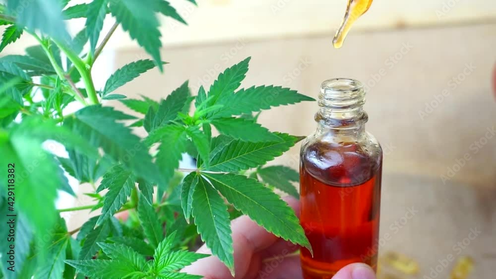 Hand holding Cannabis CBD oil dripping in bottle with Marijuana plant Hand holding Cannabis CBD oil dripping in bottle with Marijuana plant