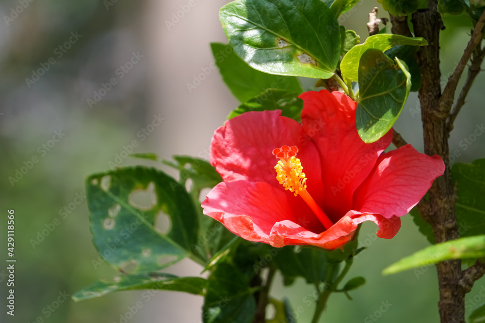 Blooming pollen is both red and yellow. Blooming pollen is both red and yellow.