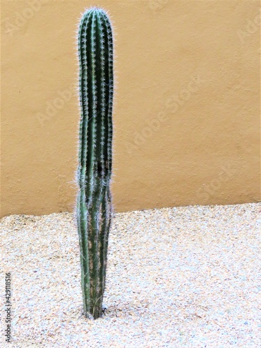 Large skinny cacti in Arizona