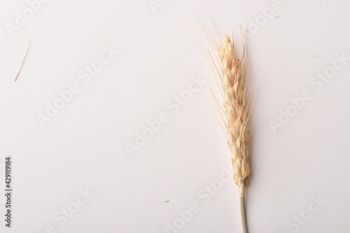 Golden wheat on a white background. Close up of ripe ears of wheat. 