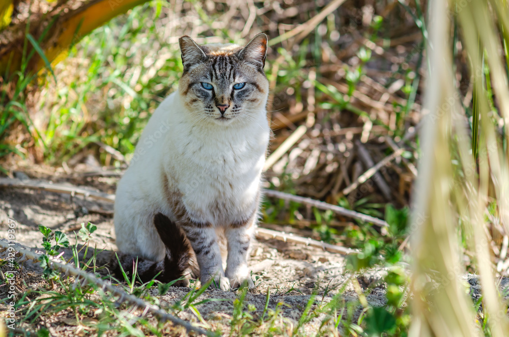 Portrait of a cat with blue eyes (Ojos azules). Wildlife photography. 