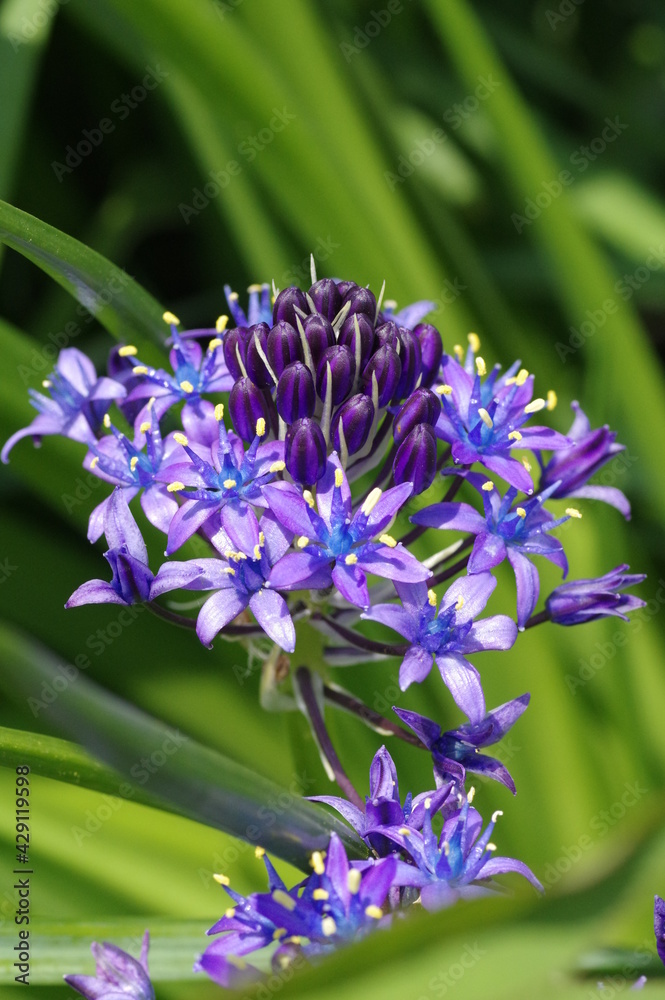 オオツルボ シラー ペルビアナ の花 Stock Photo Adobe Stock
