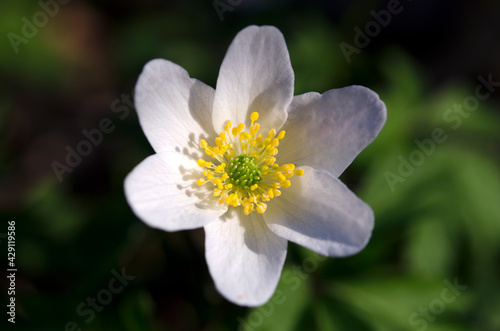 macro image of spring anemone forest white flower close-up