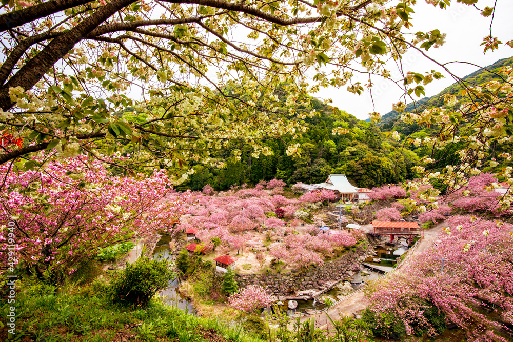 Fototapeta premium 霊山の八重桜