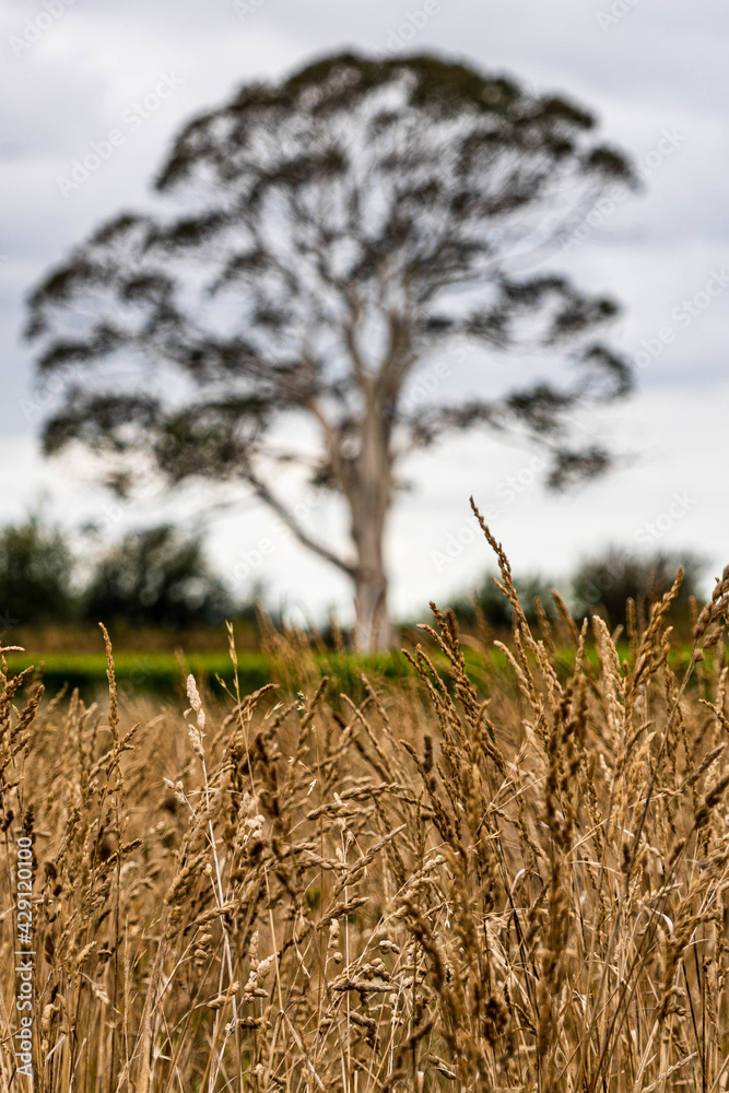 Obraz premium grass in the field