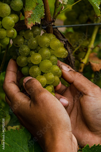 hands holding grapes
