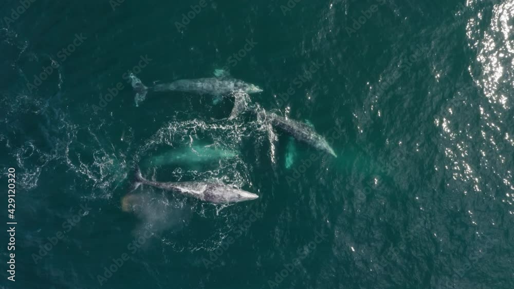Aerial view mother and six calves gray whales swimming together in blue ocean water. Unique exclusive footage grey whales family together spouting rainbow. Wild mammal animal, 4K nature background