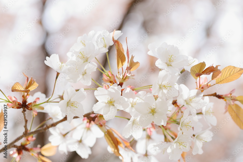 満開の山桜